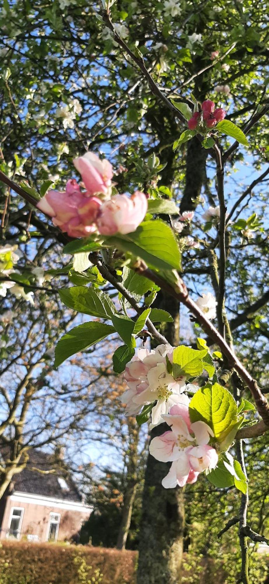 Tobornottob Villa Oosternijkerk Bagian luar foto
